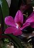 Dendrobium laevifolium blooming-img_5573-jpg