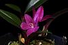 Dendrobium laevifolium blooming-img_5578-jpg