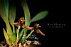 Maxillaria cucullata-maxillaria-cucullata-jpg