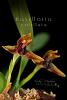 Maxillaria cucullata-maxillaria-cucullata1-jpg