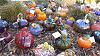 glass pumpkin patch-20141012_153131-jpg