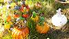 glass pumpkin patch-20141012_153245-jpg