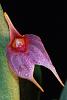 Masdevallia floribunda-img_7412-jpg