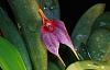 Masdevallia floribunda-img_7410-jpg