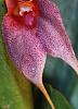 Masdevallia floribunda-img_7419-jpg