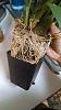 Does this oncid need to be repotted?-img_20141023_131300862-jpg