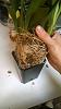 Does this oncid need to be repotted?-img_20141023_131320062-jpg