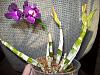Dendrobium dropped its leaves-103_3586-jpg