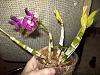Dendrobium dropped its leaves-103_3588-jpg