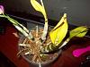 Dendrobium dropped its leaves-103_3590-jpg