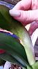 brown spots on orchid leaves please help-20141120_120802-jpg