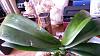 brown spots on orchid leaves please help-20141120_131933-jpg