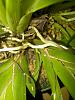 Pescatorea dayana spike?-moar-stuff-412-jpg