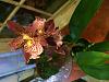What to repot Oncidium(?) from Trader Joes in-photo-2-jpg