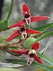 Maxillaria tenuifolia-dscn1617-jpg