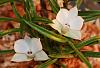 Dendrobium subuliferum-img_9013-jpg