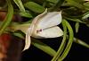 Dendrobium subuliferum-img_9022-jpg