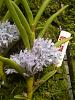 Blue Vandaceous Orchid-moar-007-jpg