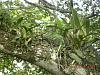 wild orchids of jamaica-dscn1883-jpg
