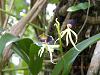 wild orchids of jamaica-dscn1896-jpg