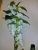 Dendrobium nobile care in winter while blooming-uploadfromtaptalk1418402241945-jpg