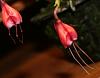 How to grow Dracula spp.-dracula-erythrocodon-2-flowers-jpg