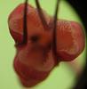 How to grow Dracula spp.-dracula-erythrocodon-closeup-jpg