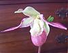 Phrag. Sedenii Bloomed-orchids-090_edited-jpg