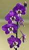 Does anyone know what phalaenopsis hybrid this is?-img_36425902778757-jpg