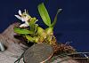 Dendrobium peguanum-img_9826-jpg