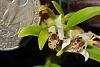 Dendrobium peguanum-img_9819-jpg