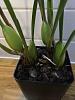 Maxillaria Tenuifolia 'Green Valley'-imageuploadedbytapatalk1420160013-431190-jpg