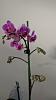 Miniature Phalaenopsis hybrids NoID-img_20150106_155812806-jpg