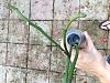 Cut phalaenopsis spike branching?-img_6060-jpg