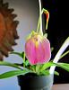 Mystery Masdevallia in bloom---img_8145-jpg