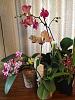 My orchids in bloom now-2015-01-pretty-blooms-jpg
