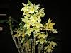 Three more Den. nobles from Yamamoto Orchids are in bloom-img_1765-jpg
