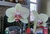 Noid phal from grocery store that loves to bloom-img_20150130_104838_hdr_kindlephoto-149322549-jpg