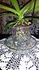 Blooming phal with fewndry roots..repotted. Cut spikes?-uploadfromtaptalk1422656652046-jpg