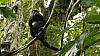 Native Panamanian: Encyclia or Prosthechea baculus!-_mg_4263-jpg