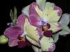 Strange Bi-Colored Phal. from Westerlay orchids-20150203_021443-jpg