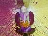 Strange Bi-Colored Phal. from Westerlay orchids-att_1422790839509_20150131_202544-jpg