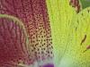 Strange Bi-Colored Phal. from Westerlay orchids-att_1422790839586_20150131_202520-jpg