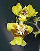 Colombia Orchid ID Please-img_7230-cc-jpg