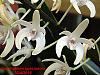 Dendrobium speciosum-dendrobium-speciosum-macro-jpg