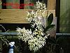 Dendrobium speciosum-dendrobium-speciosum-jpg