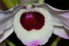 Dendrobium nobile-img_1450-jpg