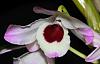 Dendrobium nobile-img_1456-jpg