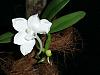 Amesiella (Angraecum) monticola in bloom!-p1010295-jpg