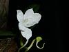 Amesiella (Angraecum) monticola in bloom!-p1010305-jpg